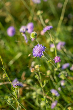 Witwenblumen am Stra&szlig;enrand