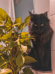 Main Coon schwarz gross 