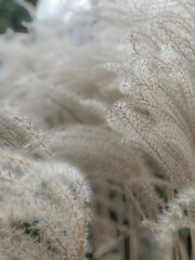 Flauschiges Feld in den Wolken