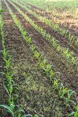 Junge Maispflanzen auf dem Feld
