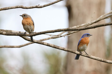 Blue birds perched in tree. 
