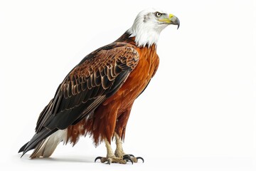 Fototapeta premium Majestic african fish eagle standing on white background