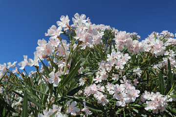 White oleander flowers against a blue sky on a sunny summer day