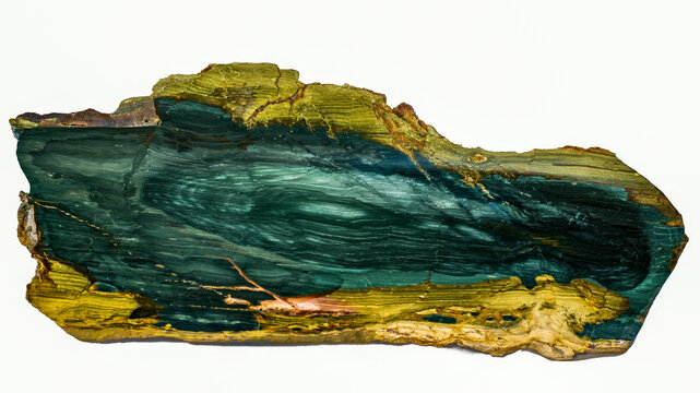 Petrified Bog Wood, aka Gary Green, , Miocene period, McDermott, Oregon