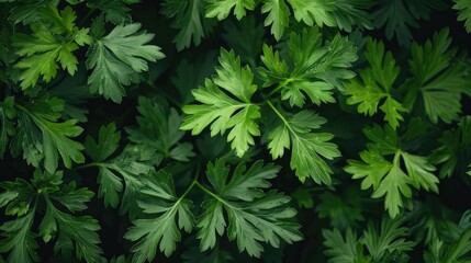 Fototapeta premium Lush green herb leaves are closely packed, showcasing their vibrant color and texture under soft natural light