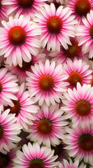 Floral Splendor: A Romantic Display of Blossoming Echinacea Flowers amidst a Verdant Landscape