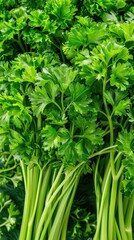 Obraz premium Lush green herb leaves are closely packed, showcasing their vibrant color and texture under soft natural light