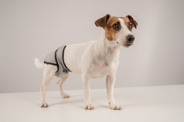 Cute Jack Russell Terrier dog wearing menstrual panties on a white background. Reusable diaper.