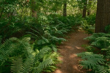 Ferns in the forest along the Partridge Island Trail in Lynnfield, Massachusetts