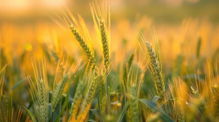 Obraz premium Fields with natural pest control plants, thriving crops