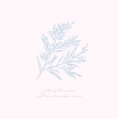 Abstract botanical illustrations of pine tree and fir tree Christmas decor