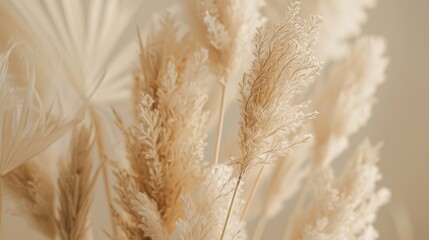 Dried pampas grass arrangement, minimal and natural home decor concept
