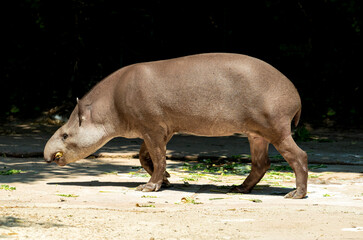 South American Tapir