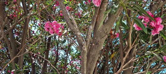 beautiful pink oleander tree in santorini greece with blue sky backdrop