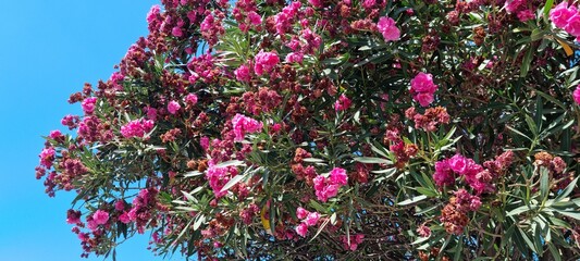 beautiful pink oleander tree in santorini greece with blue sky backdrop
