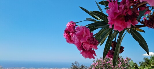 beautiful pink oleander tree in santorini greece with blue sky backdrop