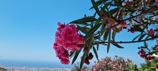 beautiful pink oleander tree in santorini greece with blue sky backdrop
