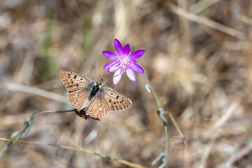 butterfly on a flower