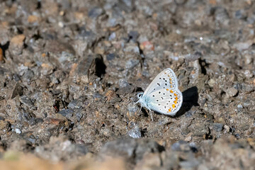 butterfly on the stone