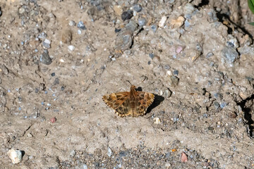 butterfly on the ground