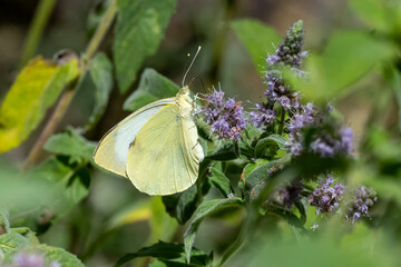 Pieridae / Küçük Beyazmelek / Small White / Pieris rapae