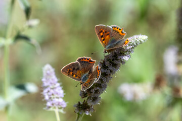 Lycaenidae / Benekli Bakır / Small Copper / Lycaena phlaeas