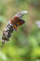 Lycaenidae / Benekli Bakır / Small Copper / Lycaena phlaeas