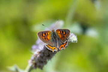 Lycaenidae / Benekli Bakır / Small Copper / Lycaena phlaeas