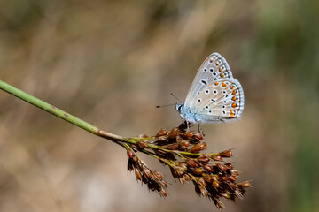 butterfly on a tree