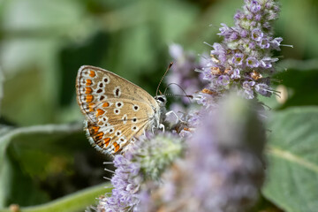 Obraz premium butterfly on a flower