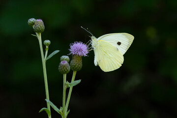 Pieridae / Küçük Beyazmelek / Small White / Pieris rapae
