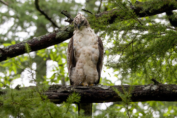 枝にとまるクマタカの若鳥