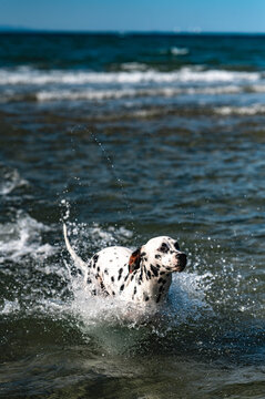 Dalmatiner springt im Meer in den Wellen