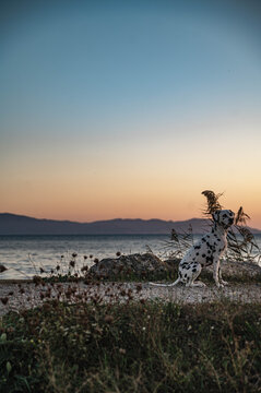 Dalmatiner w&auml;hrend Sonnenuntergang am Strand am Meer w&auml;hrend Urlaub / Reise