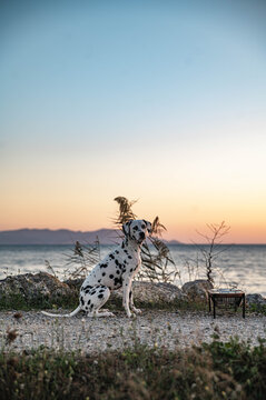 Dalmatiner w&auml;hrend Sonnenuntergang am Strand am Meer w&auml;hrend Urlaub / Reise