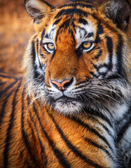 Fototapeta premium Close-Up of a Majestic Bengal Tiger Face Capturing Intense Gaze and Striking Stripes in Vibrant Detail. Vertical Banner Wallpaper