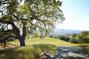 tree in the field