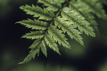 Close-up of a green fern leaf with intricate details, creating a natural and tranquil forest scene.