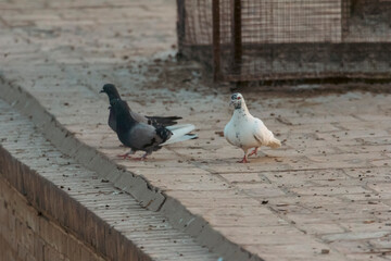 Pigeons walking on an adobe-made rooftop of a ancient house in Yazd, Iran.