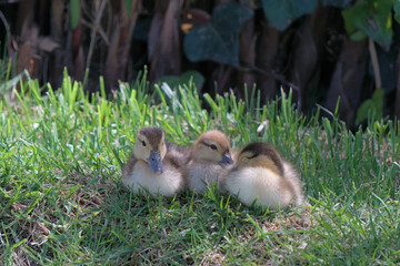 three baby duck and ducklings
