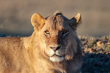 Kenyan Lions Maasai Mara Kenya East Africa 