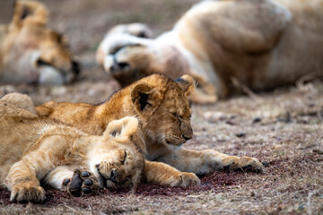 Kenyan Lions Maasai Mara Kenya East Africa 