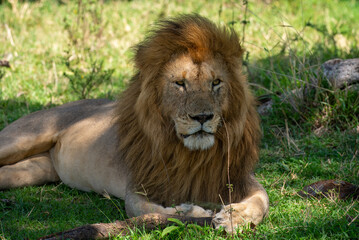 Fototapeta premium Kenyan Lions Maasai Mara Kenya East Africa 