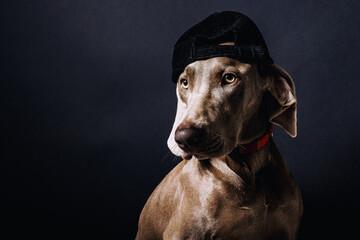 Portrait of a dog wearing a cap, showing personality and charm against a dark background.