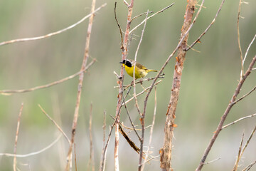 Common yellowthroat warbler bird perched in a tree on a summer day in Iowa. 
