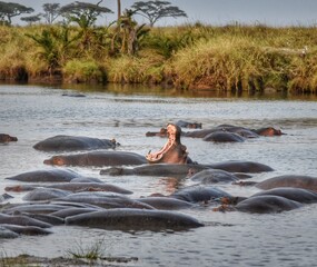 Fototapeta premium A hippo flexes its jaws in the waters of the Masai Mara, Kenya, demonstrating the power and presence of this massive African animal