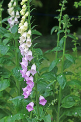 Close up of a foxglove flower  © Jenny Thompson