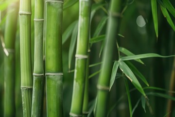 Obraz premium In a serene