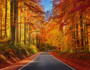 Beautiful autumnal forest road with colorful leaves. Nature background.