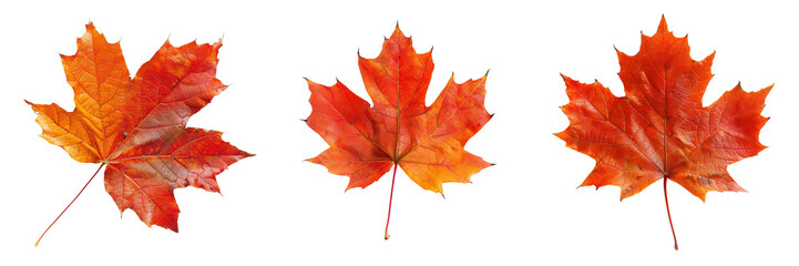Set of single autumn maple leaf with rich red and orange colors isolated on transparent background